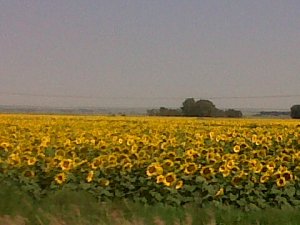 Sunflowers in the Karoo