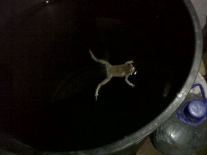 A surprising visitor in our bathroom one morning.