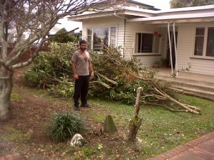 Salvador with the cut trees