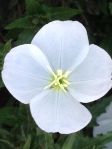 Moonflower in local area