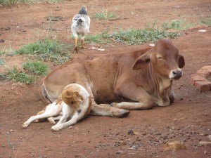Animals at the Homestead
