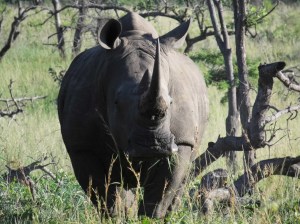 White Rhino at Hluhluwe-Mfolozi