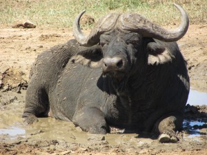 Buffalo at Hluhluwe Mfolozi