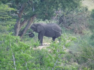 Elephant at Hluhluwe Mfolozi