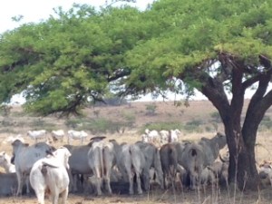 Cows on way back from Hamilton's Church