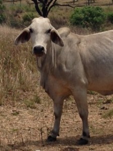Local Cow